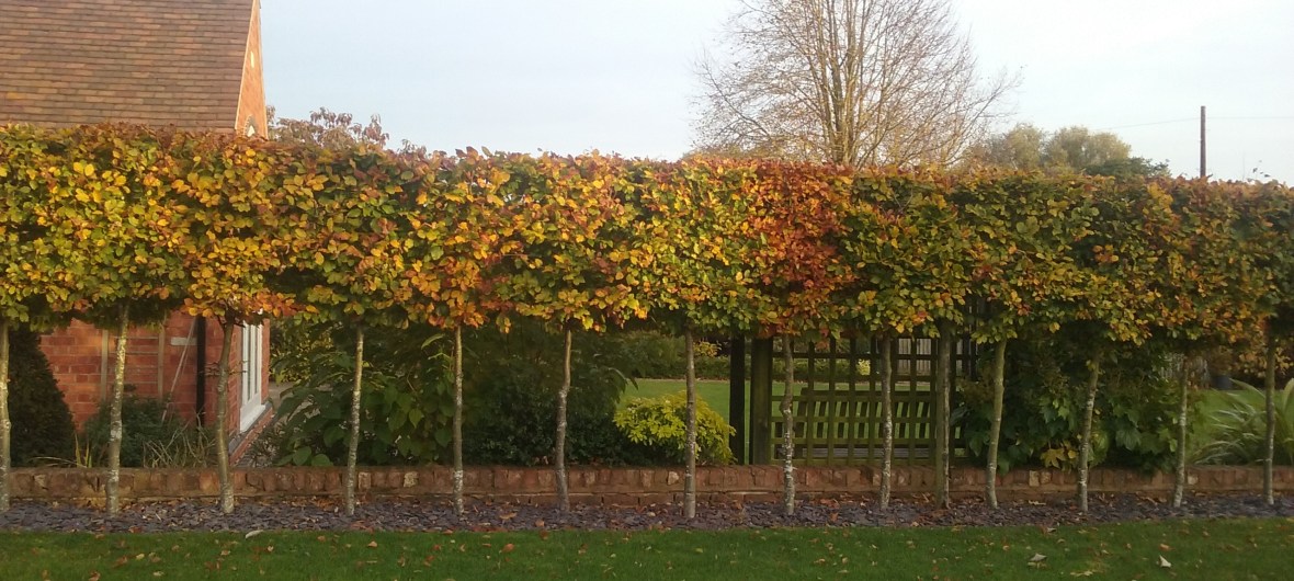 Hedge border