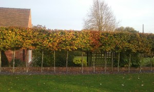 Hedge border