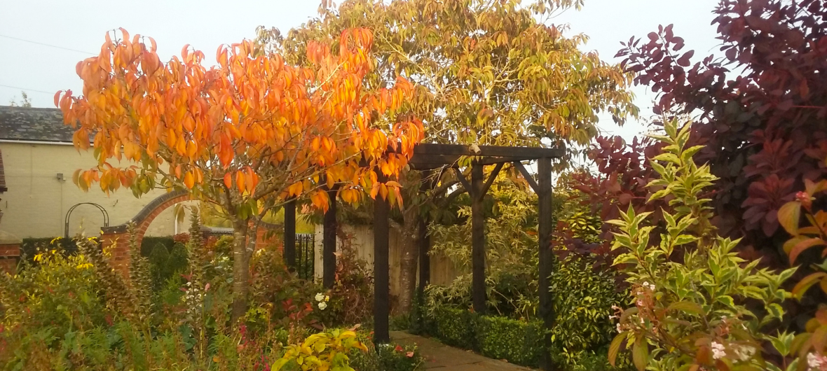 Photograph of planting and pergola in Autumn