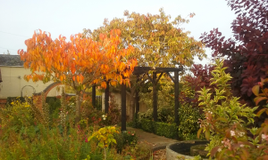 Photograph of planting and pergola in Autumn